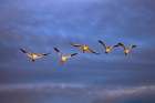 Sandhill cranes in flight formation. Bosque del Apache National Wildlife Refuge, New Mexico Art Print